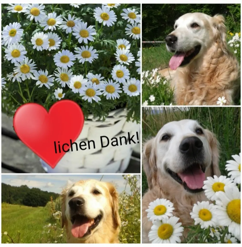 Andachtsbild von Birgit mit Cora tief im Herzen ♥️