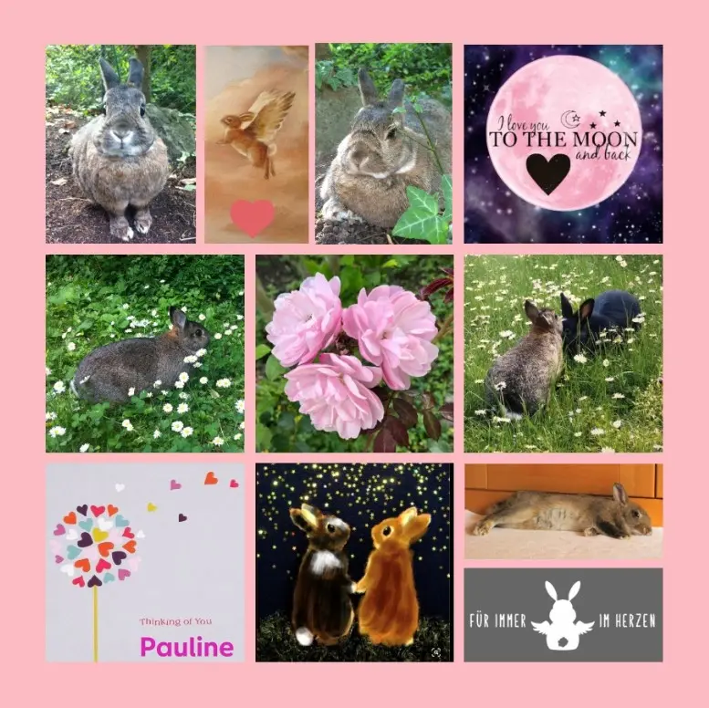 Andachtsbild von Sternschnuppenröschen für Pauline zum 7. Gedenktag