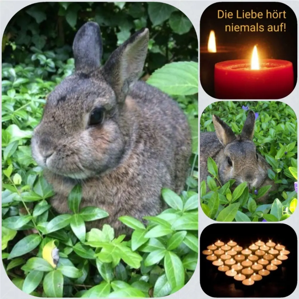Andachtsbild von Birgit für Pauline zum 7. Sternchengedenktag ❤️