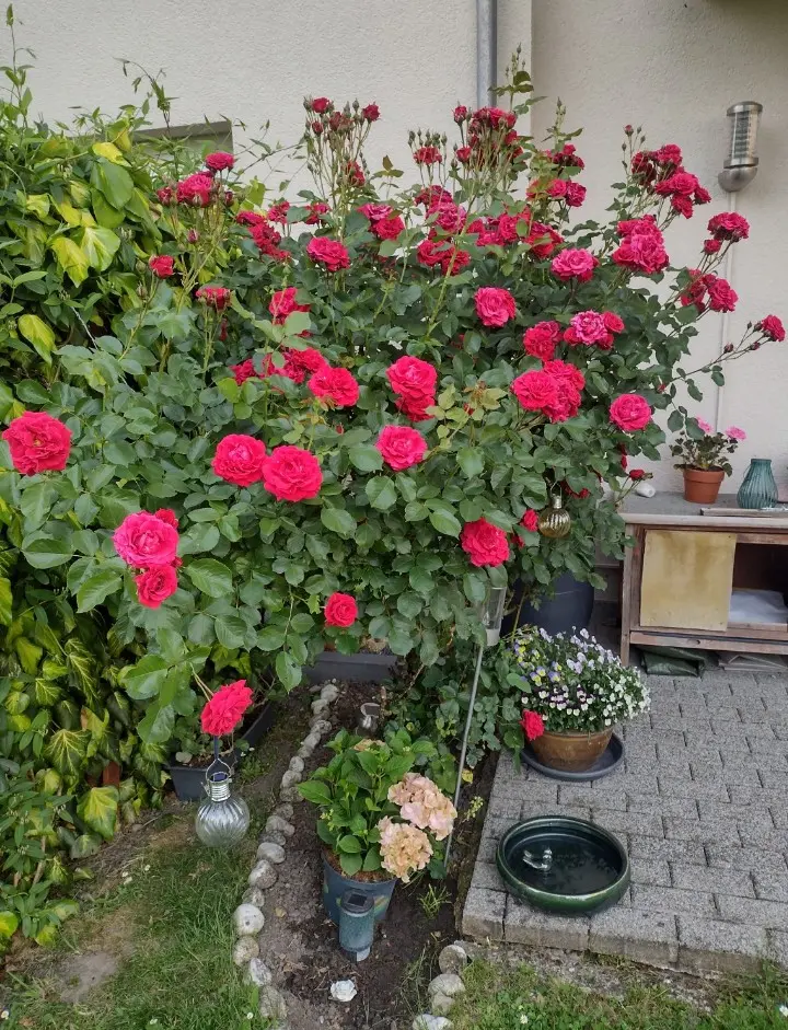 Condolence image of Corinna ❤️ 19 Rosen für Pauli ❤️