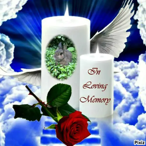 Condolence image of Tanja mit Timmy im 💖🐈🐾