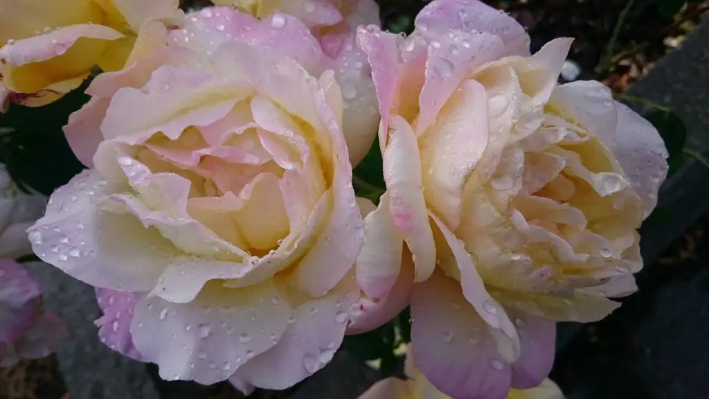 Condolence image of Tanja & Mama