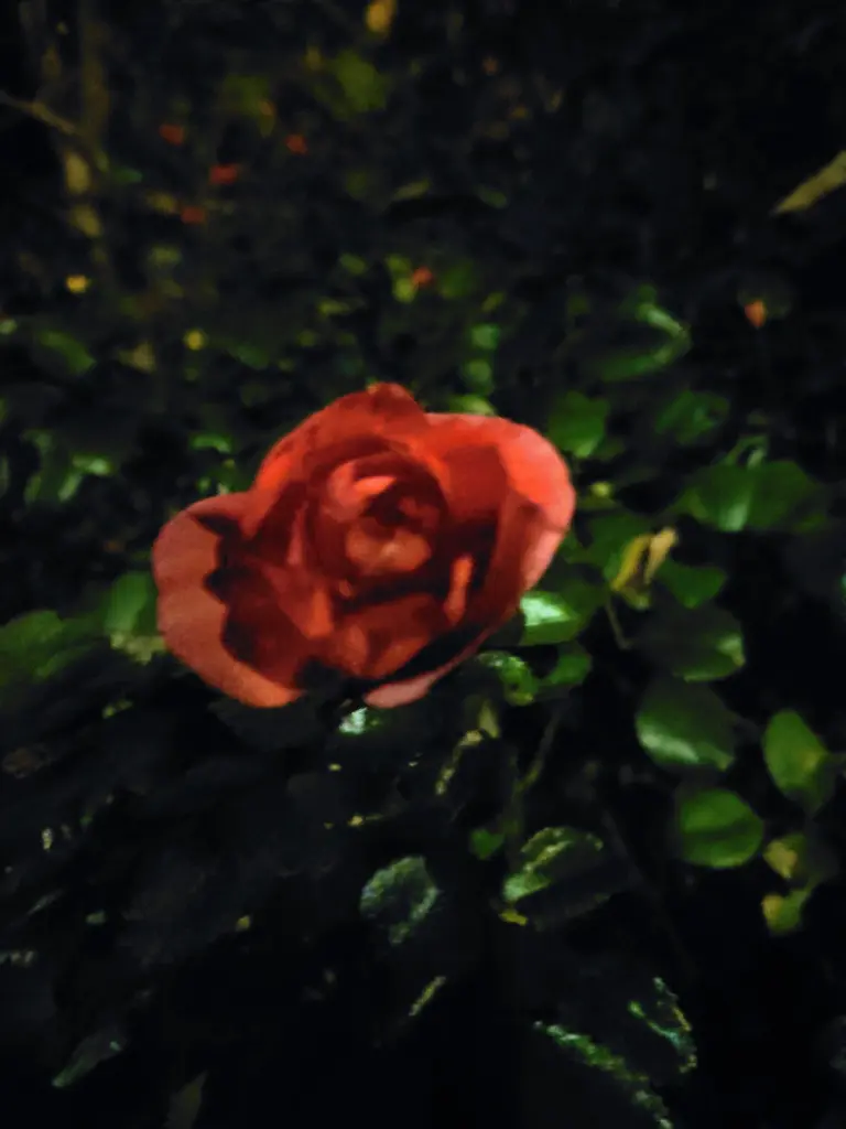 Condolence image of Tanja