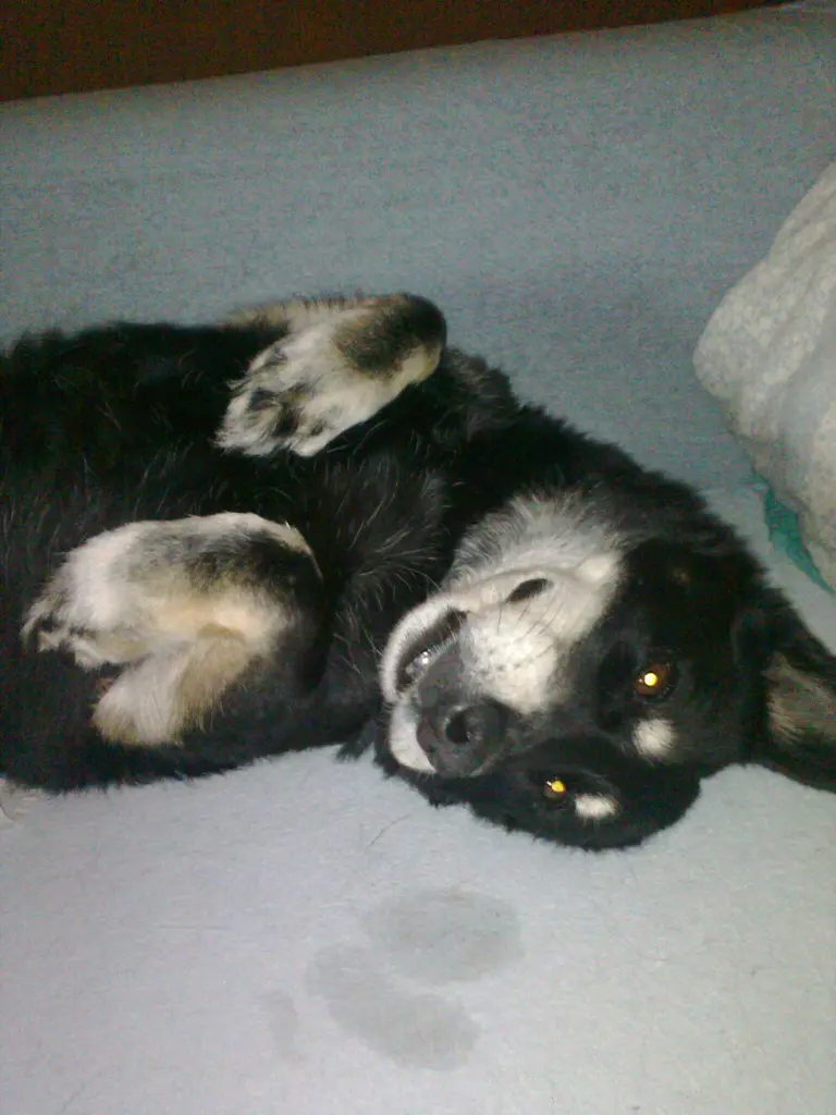 Condolence image of Katja mit Miego (+13.7.2018)
