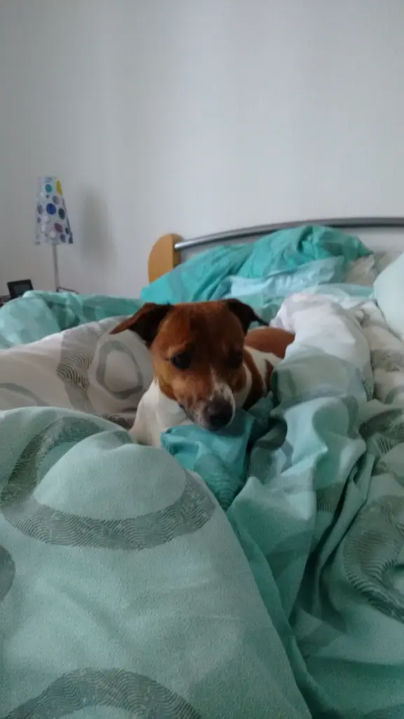 Condolence image of Natalie mit Maggy