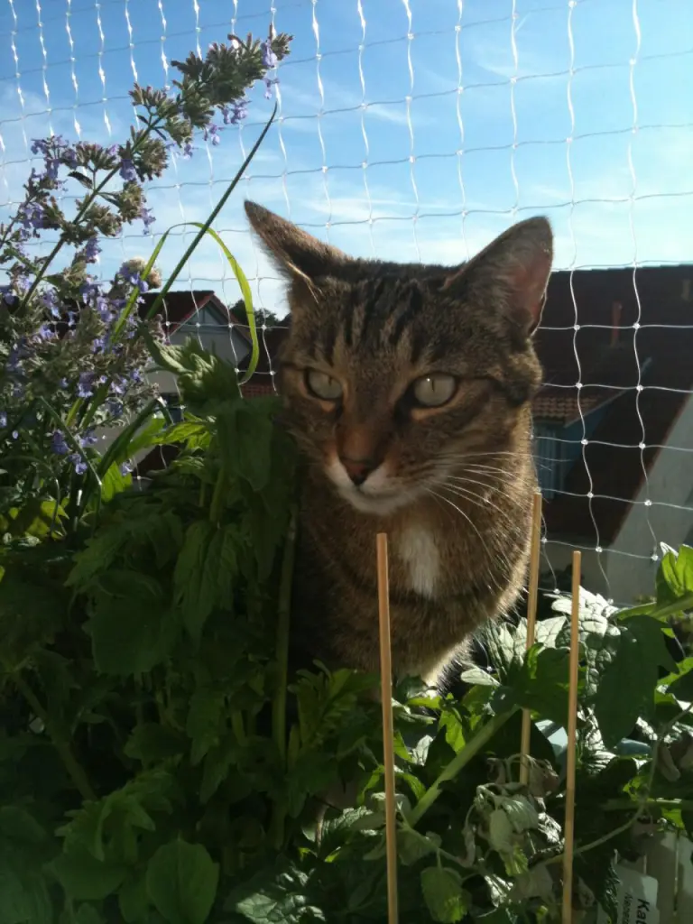 Image from Simba