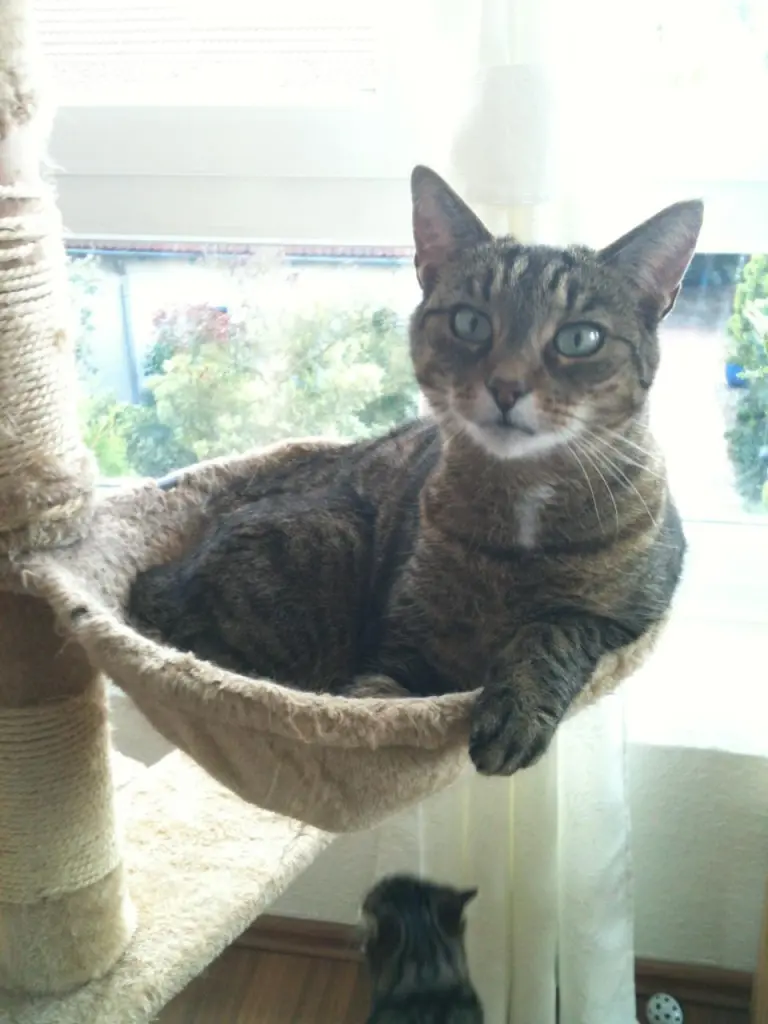 Image from Simba