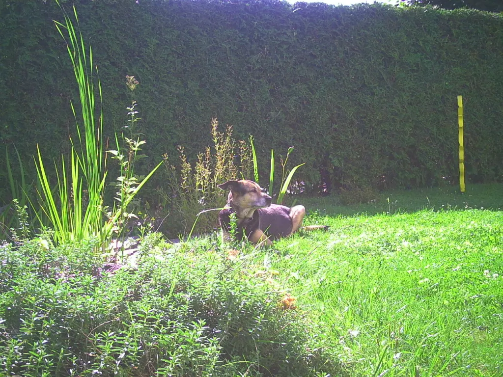 Image from Aras