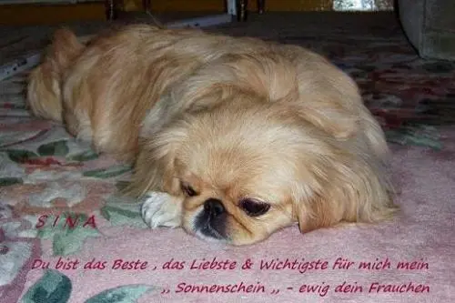 Image from ,,,meine geliebten Tiere,,,