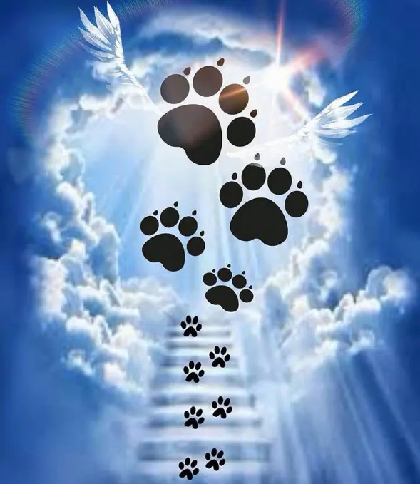 Condolence image of Daniela mit Candy