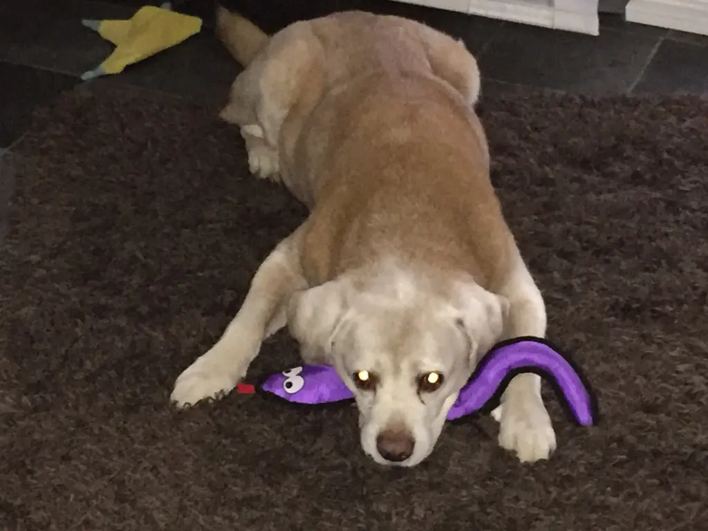 Condolence image of Daniela mit Candy 