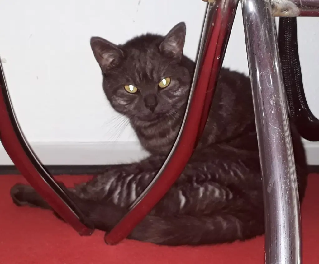 Condolence image of Ursula