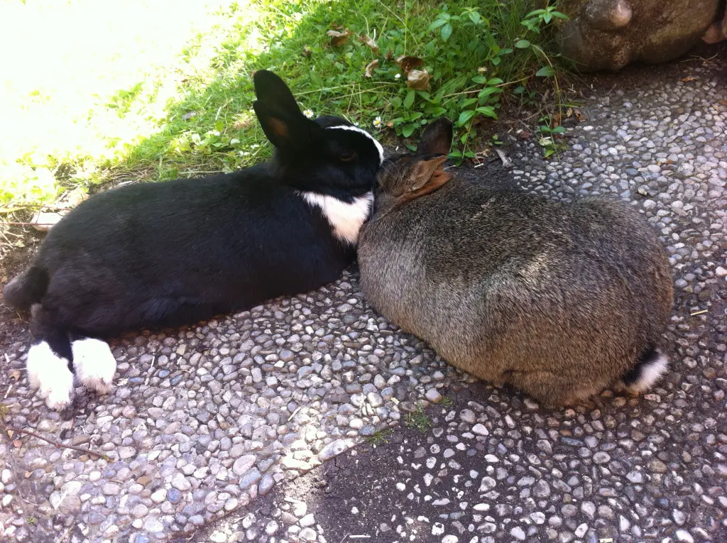 Condolence image of Eine Rose für Minna 