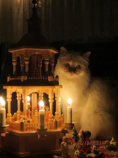 Condolence image of Uschi mit Seelenkatzen Jojo und Merlin