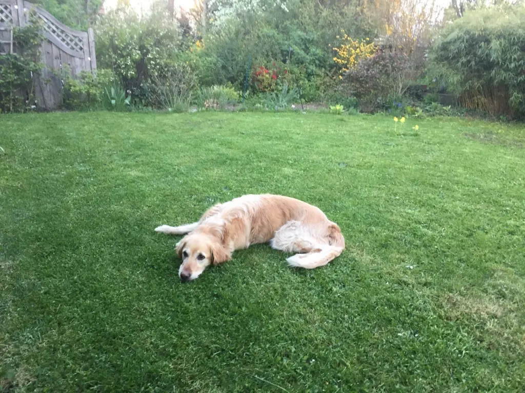 Image from Lupi