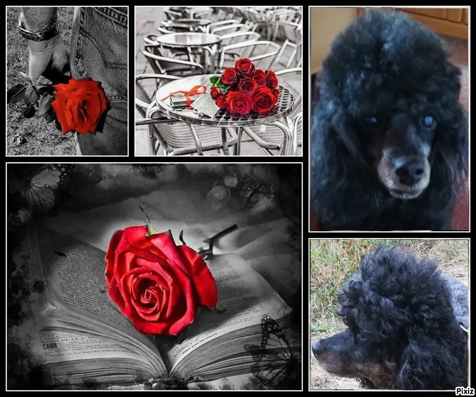 Condolence image of Elke