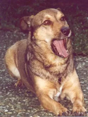 Condolence image of elke