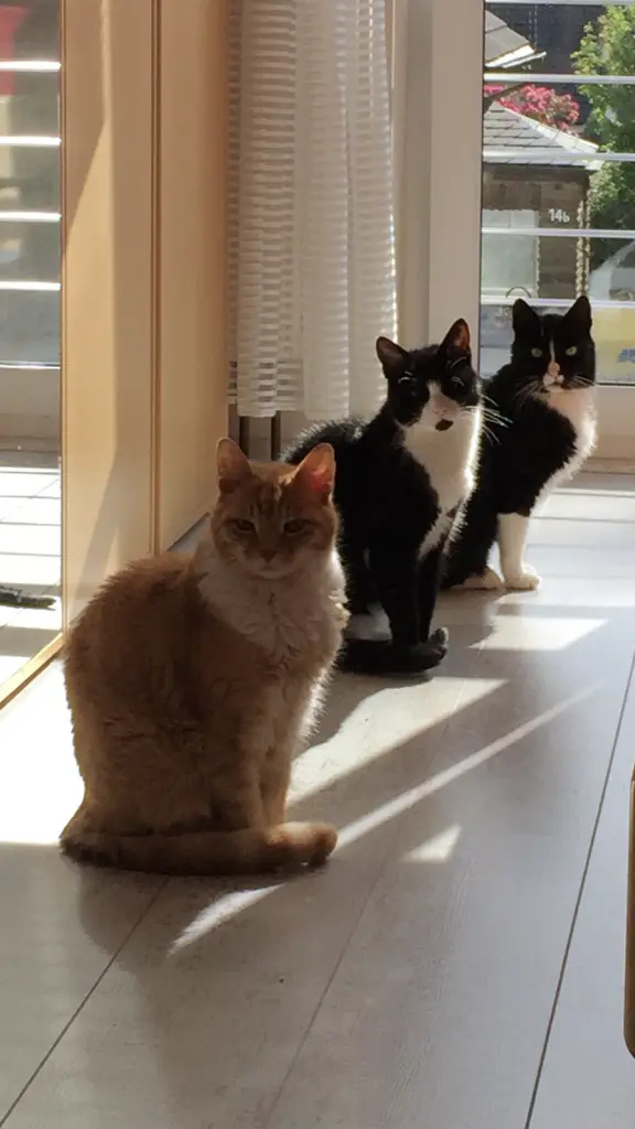 Image from Linus
