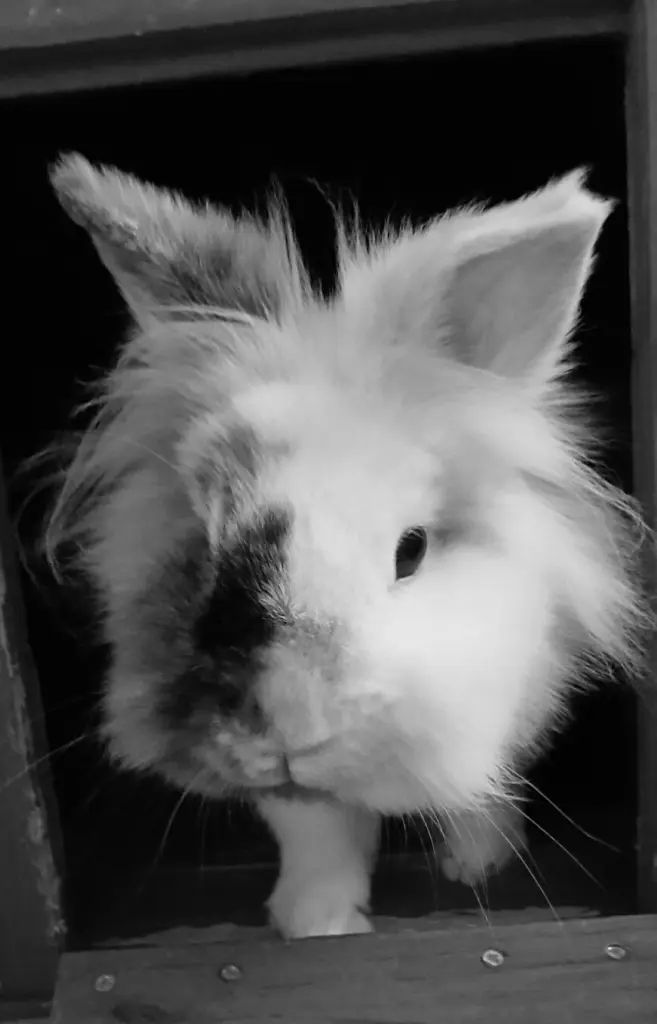 Image from Gonzo (Teddy)