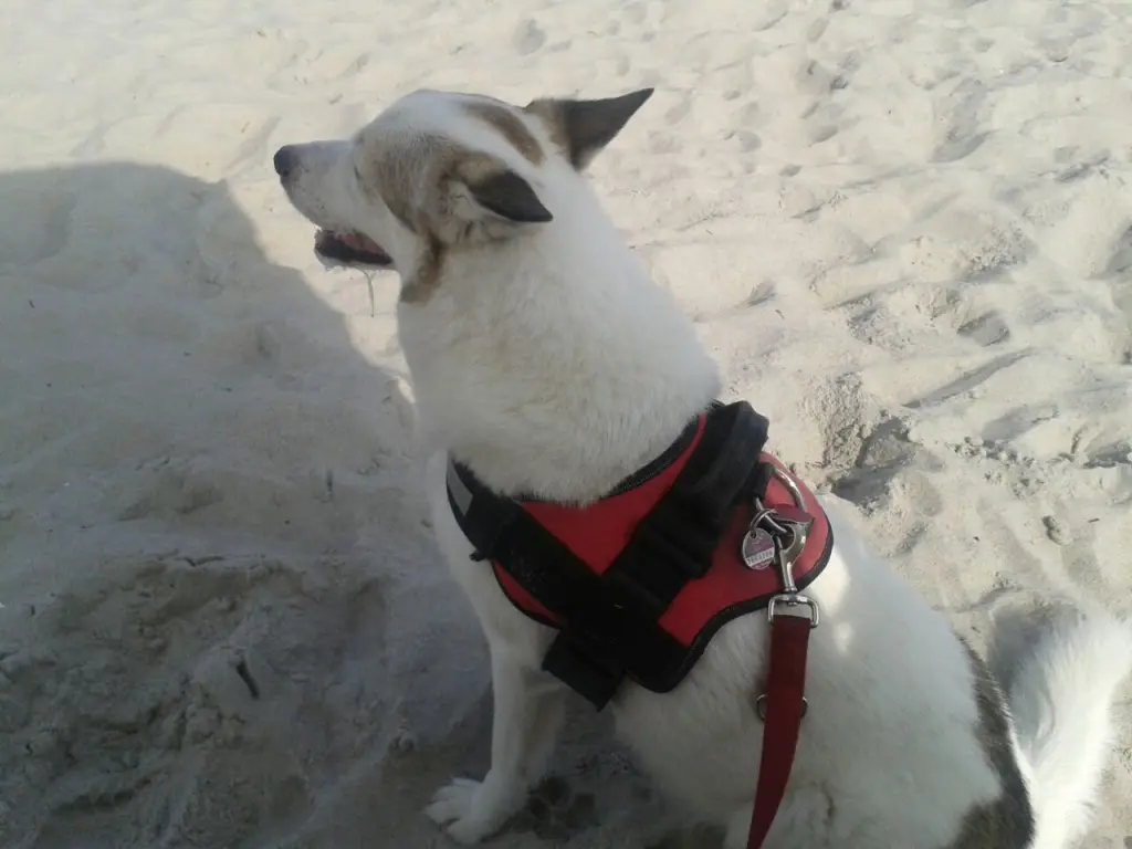 Image from Sammy