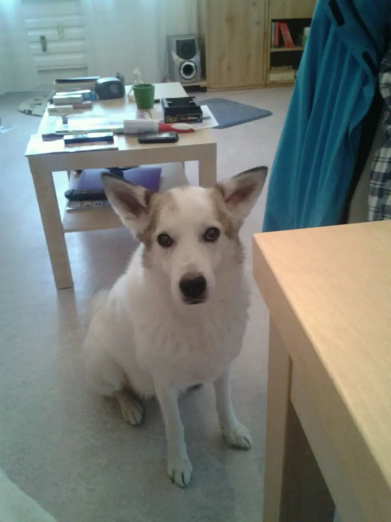 Image from Sammy