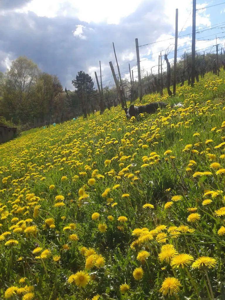 Image from Mima