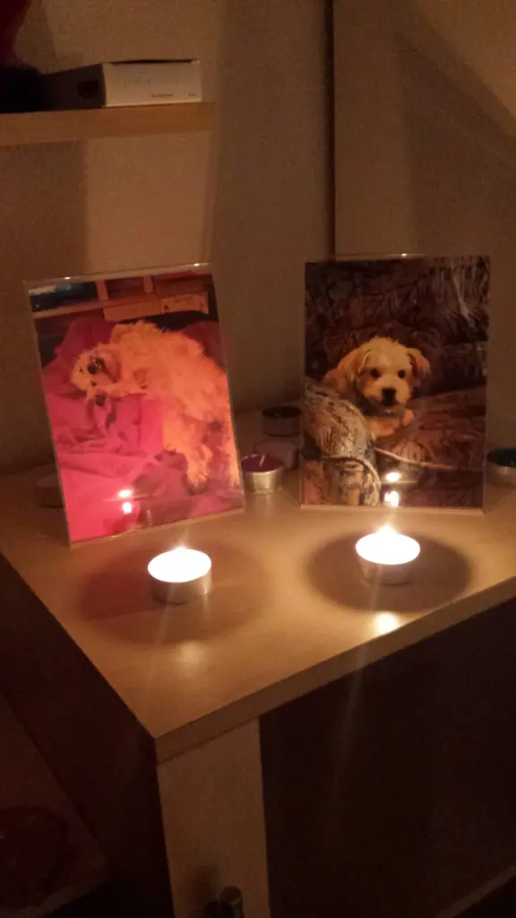 Image from Teddy 