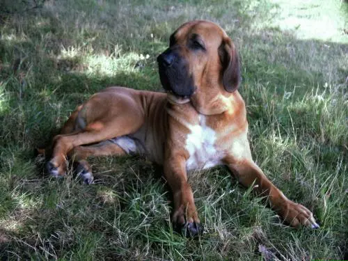 Image from Xodo von den Konquistadoren