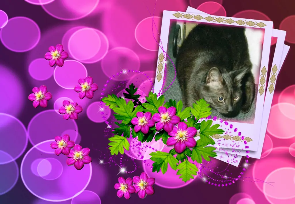 Condolence image of Klaudia mit Misiu❤❤❤