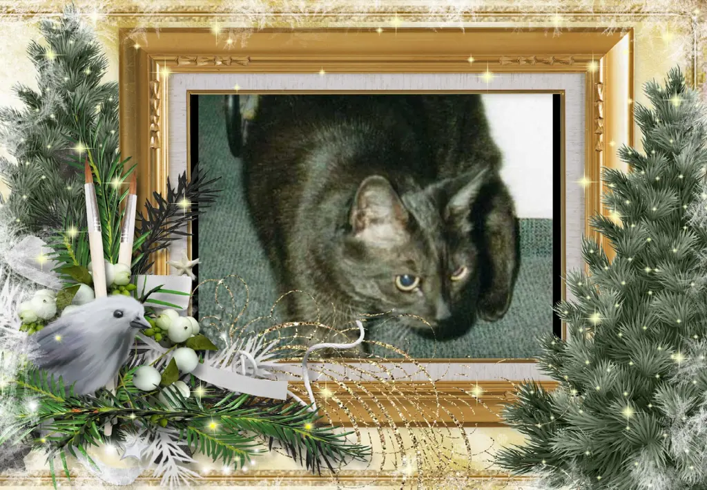 Condolence image of Klaudia mit Misiu❤❤❤Ganz Tief im Herzen❤