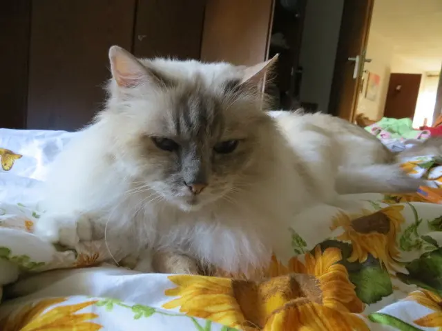 Condolence image of Uschi mit Seelenkatzen Jojo und Merlin