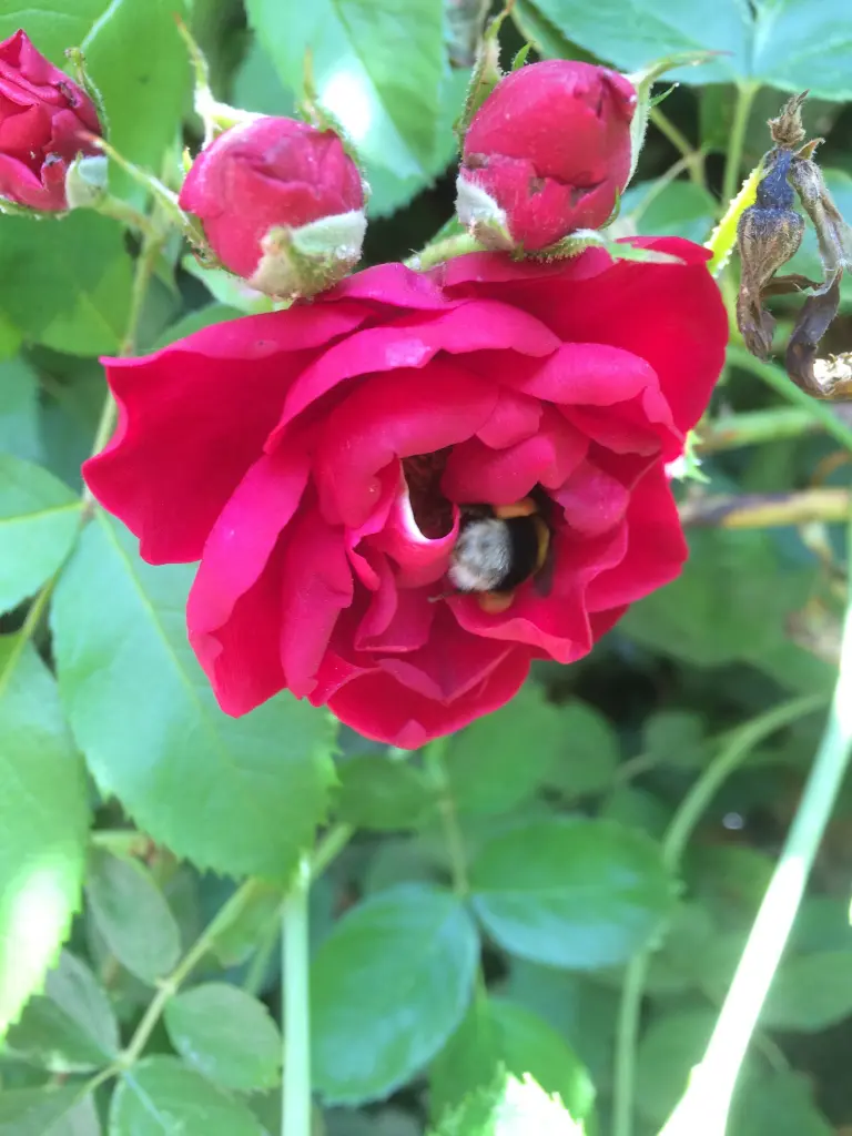 Condolence image of Hoffnungsrosen für Jule