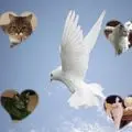 Condolence image of ❤️❤️❤️