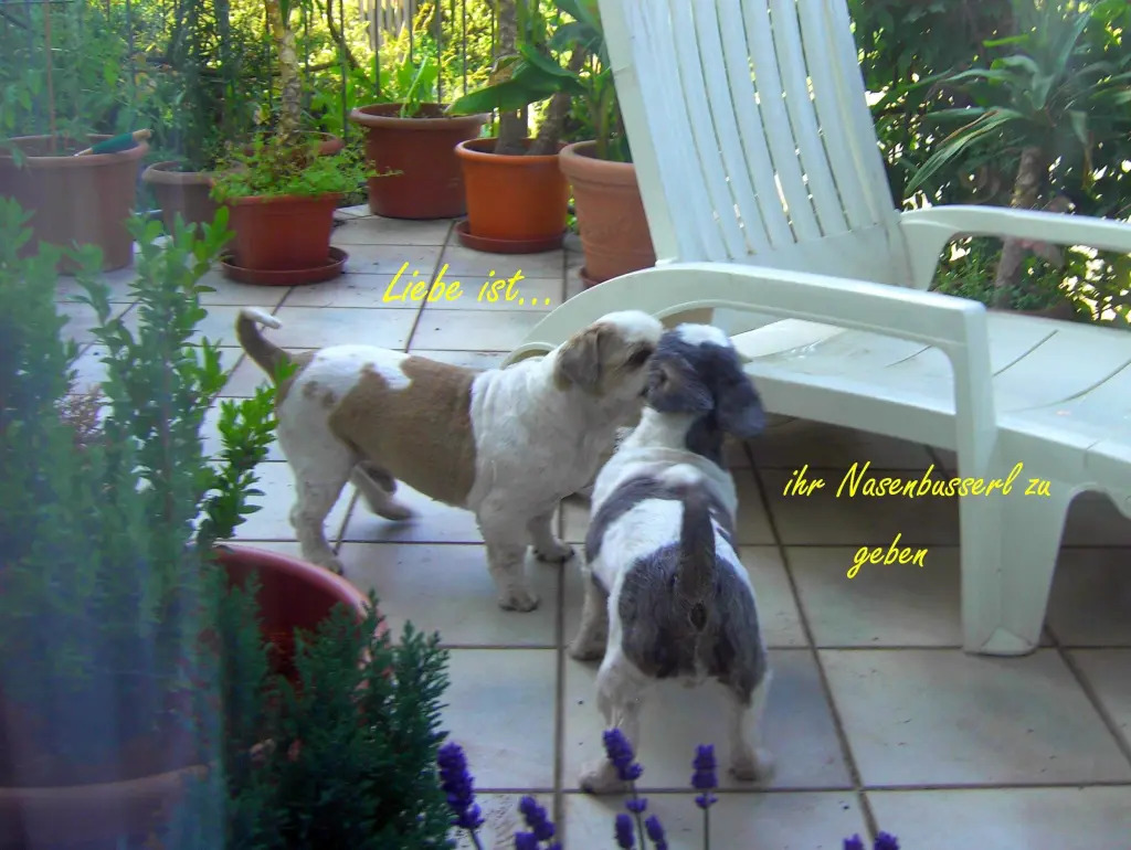 Condolence image of Marika mit Balou und Hippo im Herzen