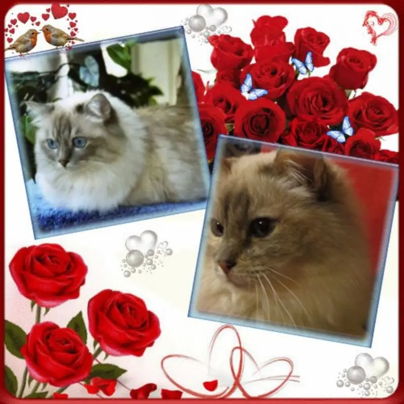 Condolence image of Uschi mit Seelenkatzen Jojo und Merlin