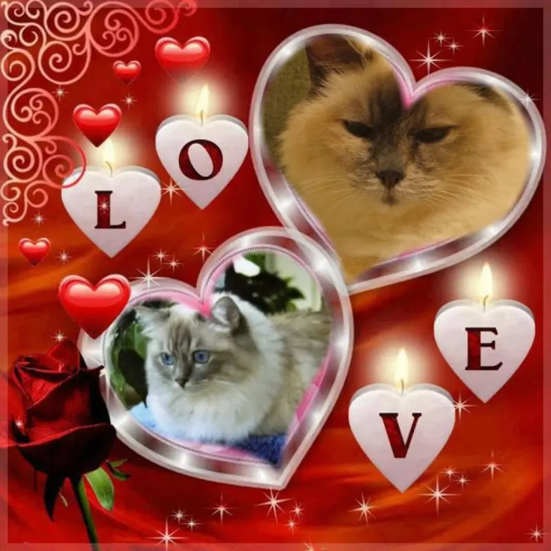 Condolence image of Uschi mit seelenkatzen Jojo und Merlin