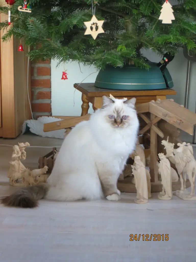 Condolence image of Uschi mit Seelenfreunden Shiva, Jojo und Merlin