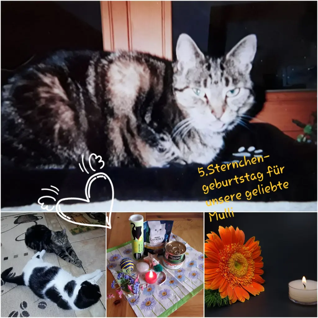 Condolence image of Eike und Edeltraud mit Mulle Miezi,Jonny und Felix  tief im Herzen ♥️♥️♥️♥️