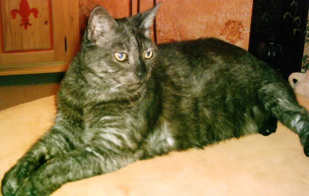 Condolence image of deiner Ilse in Liebe