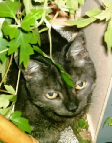 Condolence image of deiner Ilse, 11 Jahre und 9 Monate ohne dich