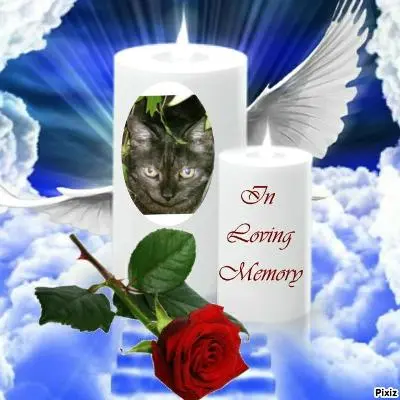 Condolence image of Für Minna zum 12. Sternchengeburtstag