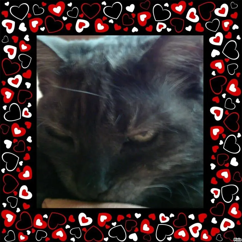 Condolence image of Tanja mit Timmy im Herzen 