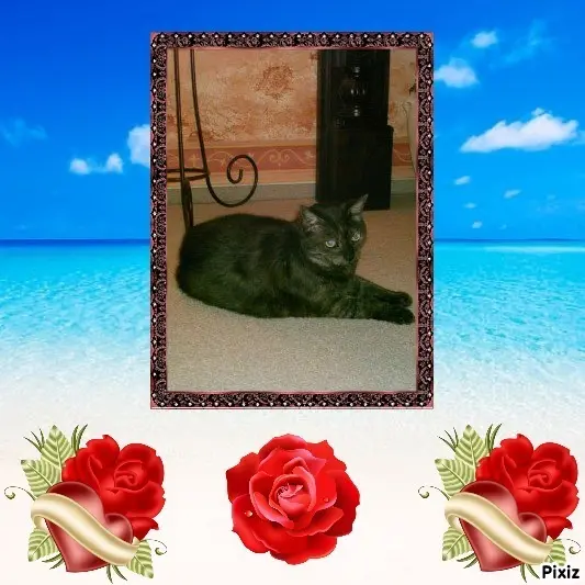 Condolence image of Tanja mit Timmy im Herzen 
