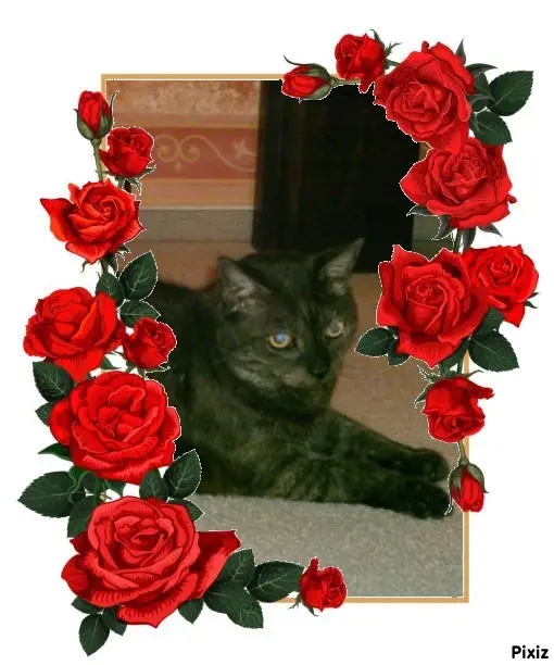 Condolence image of Tanja mit Timmy im Herzen 