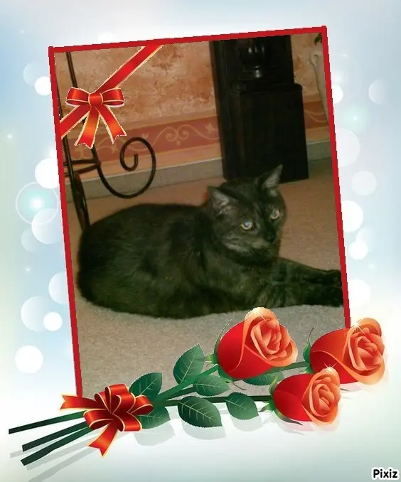 Condolence image of Tanja mit Timmy im Herzen 