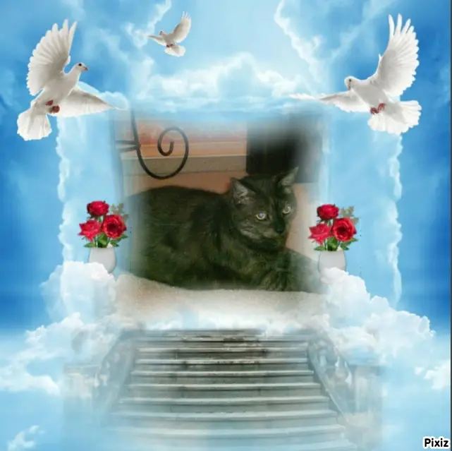 Condolence image of Tanja mit Timmy im Herzen 