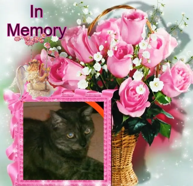 Condolence image of 14. Sternchen❤️Gedenktag❤️