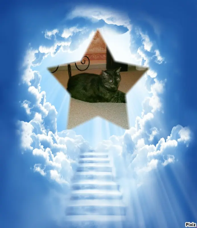 Condolence image of Tanja mit Timmy im Herzen 