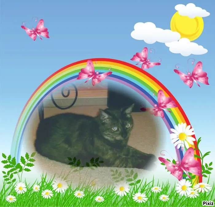 Condolence image of Tanja mit Timmy im Herzen 