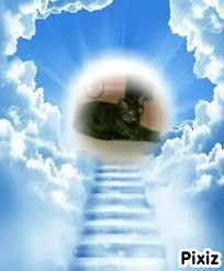 Condolence image of Tanja mit Timmy im Herzen 